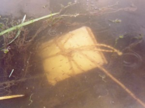 Photo of the book under water, investigated by small fish