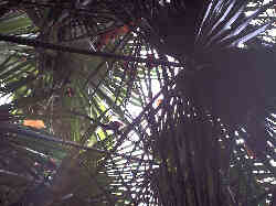 The Interior Jungle