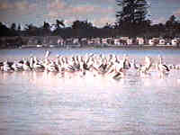 Pelicans At The Entrance
