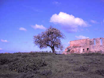 Tree No 1: Crab apple at Tupholme Abbey.