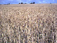 A sloping field of wheat